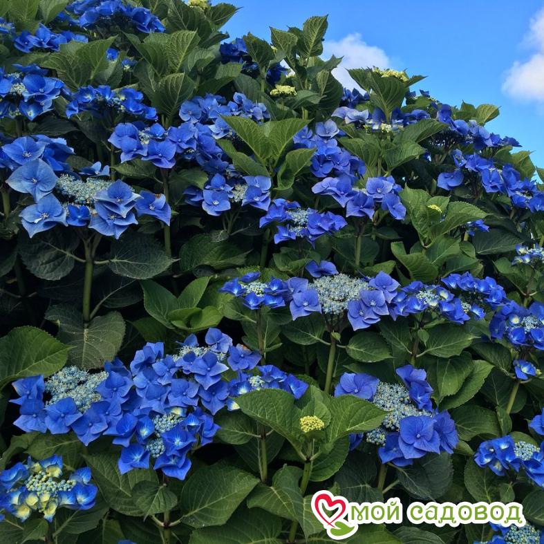 Гортензия крупнолистная Таубе (Taube)