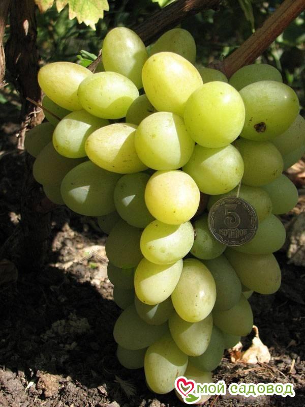 Виноград Мускат Лакомка