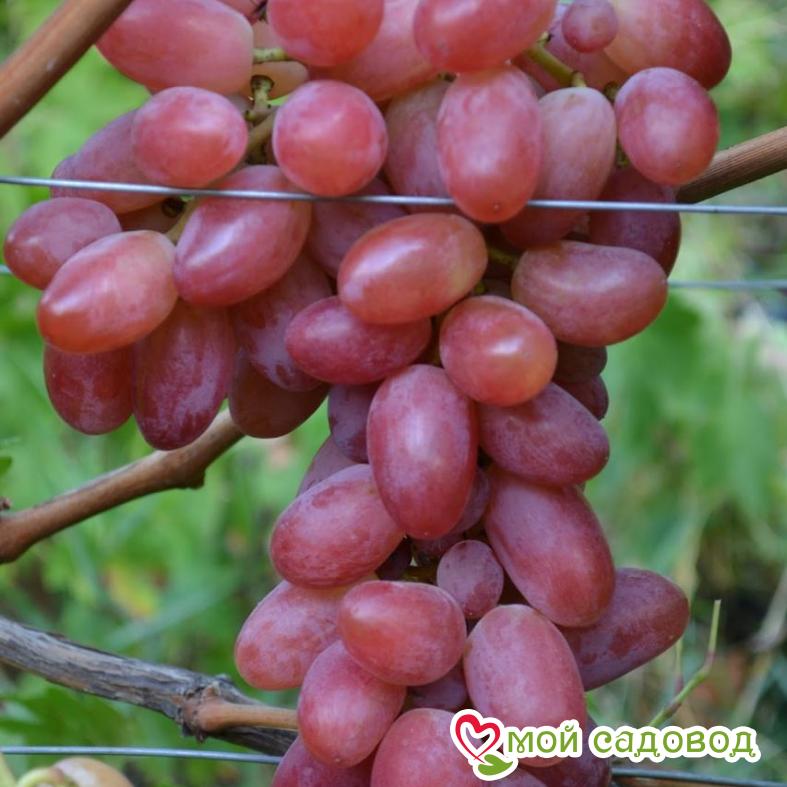 Виноград Юлиан