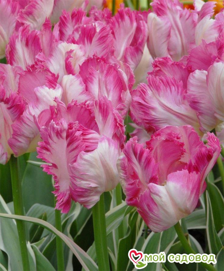 Тюльпан махровый Кул Кристал